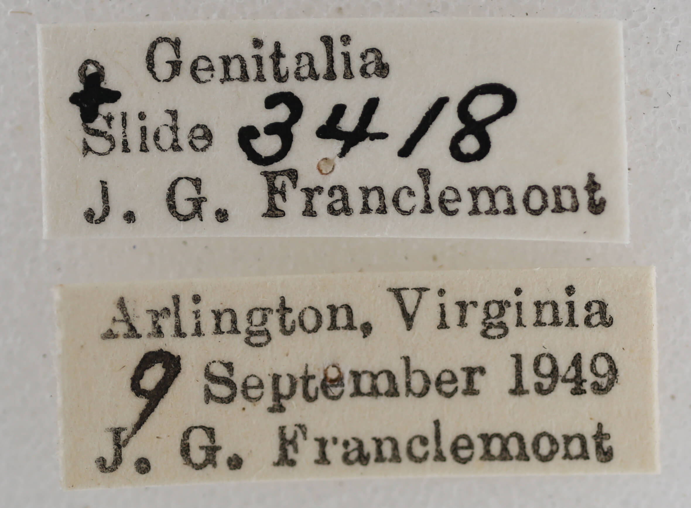 label view of adult Eupithecia miserulata