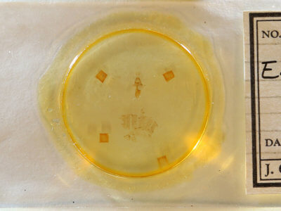 slide view of adult Eupithecia miserulata