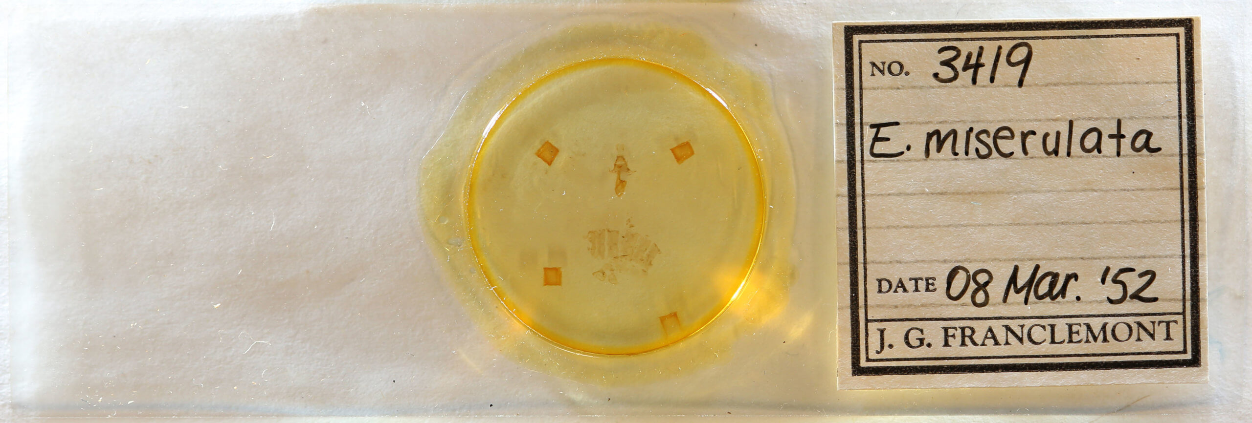 slide view of adult Eupithecia miserulata