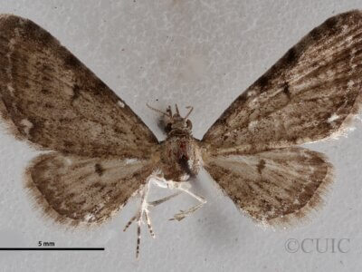 dorsal view of adult Eupithecia miserulata