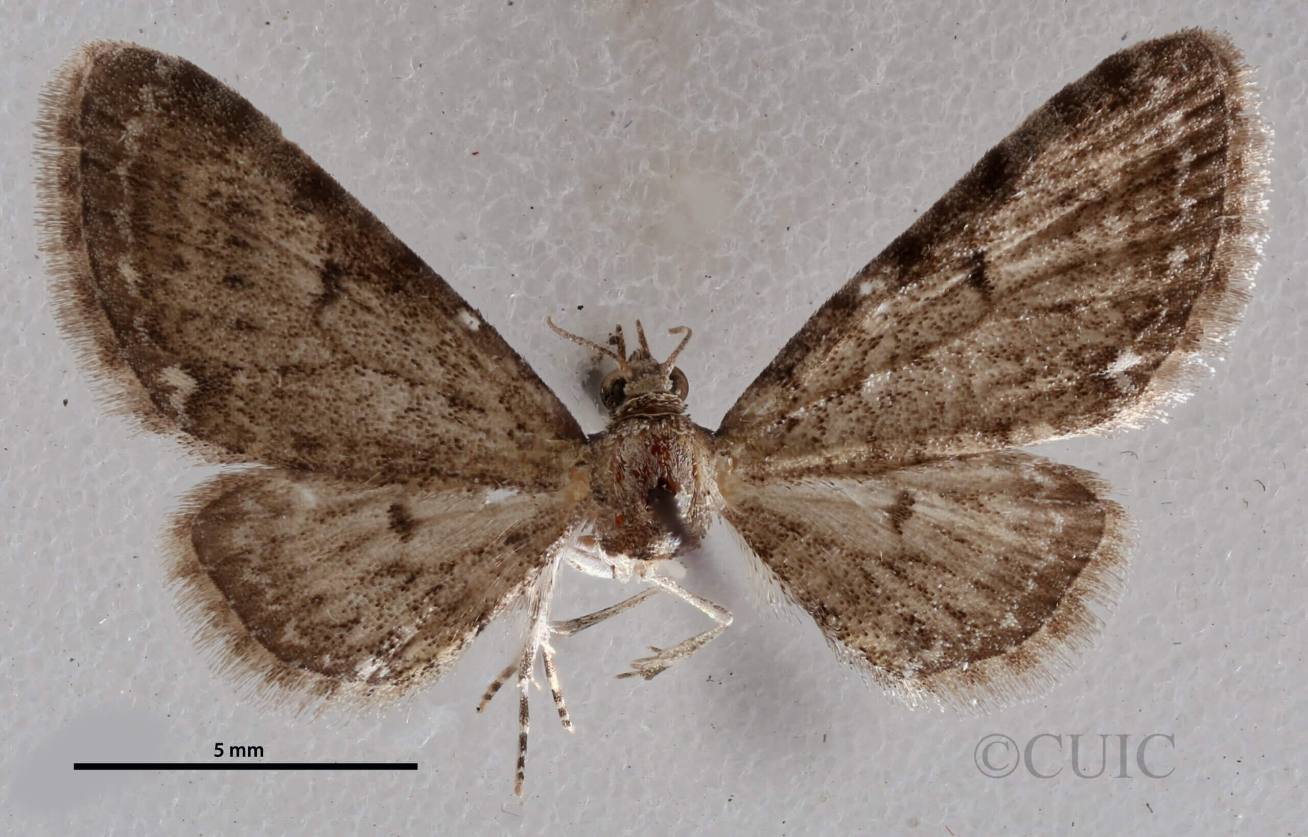 dorsal view of adult Eupithecia miserulata
