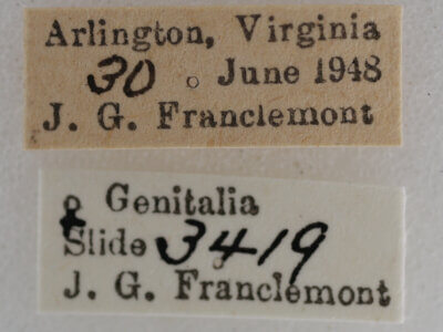 label view of adult Eupithecia miserulata