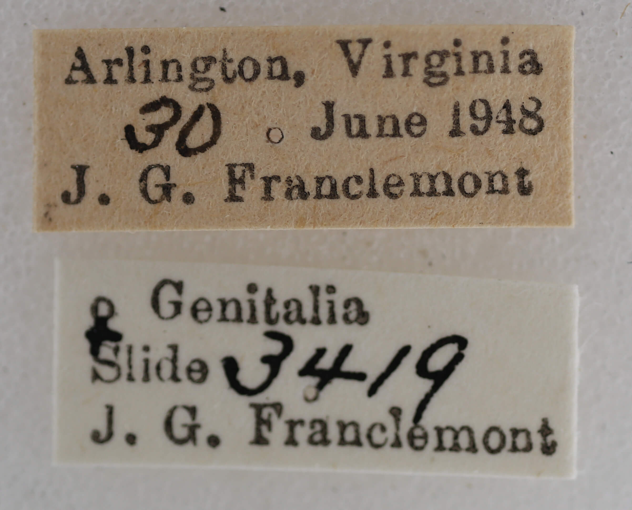 label view of adult Eupithecia miserulata