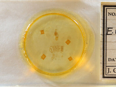 slide view of adult Eupithecia miserulata