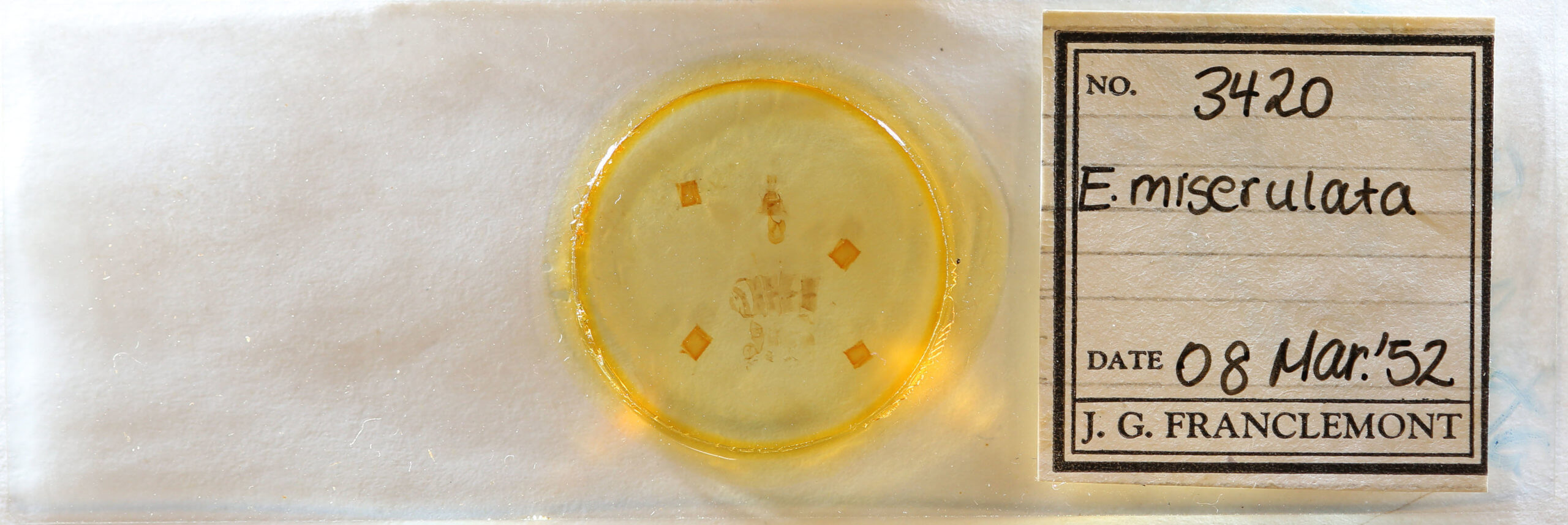 slide view of adult Eupithecia miserulata