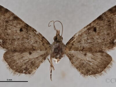 dorsal view of adult Eupithecia miserulata
