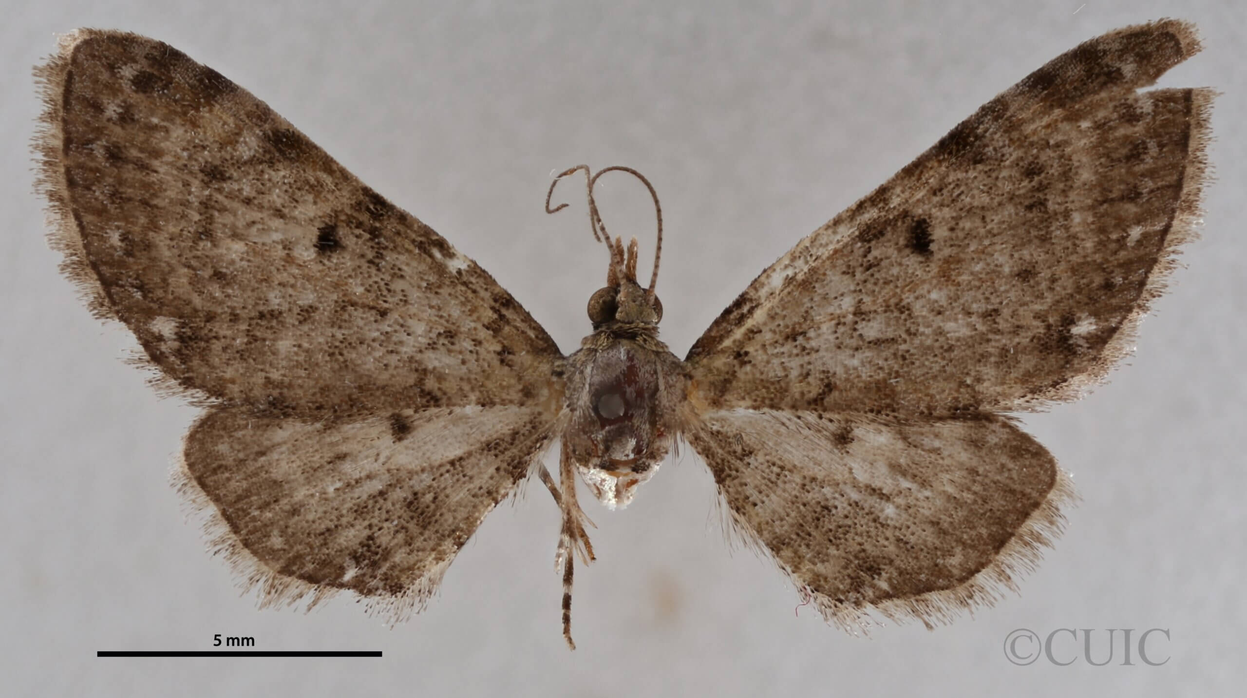 dorsal view of adult Eupithecia miserulata