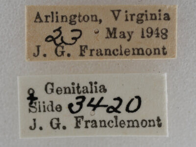 label view of adult Eupithecia miserulata