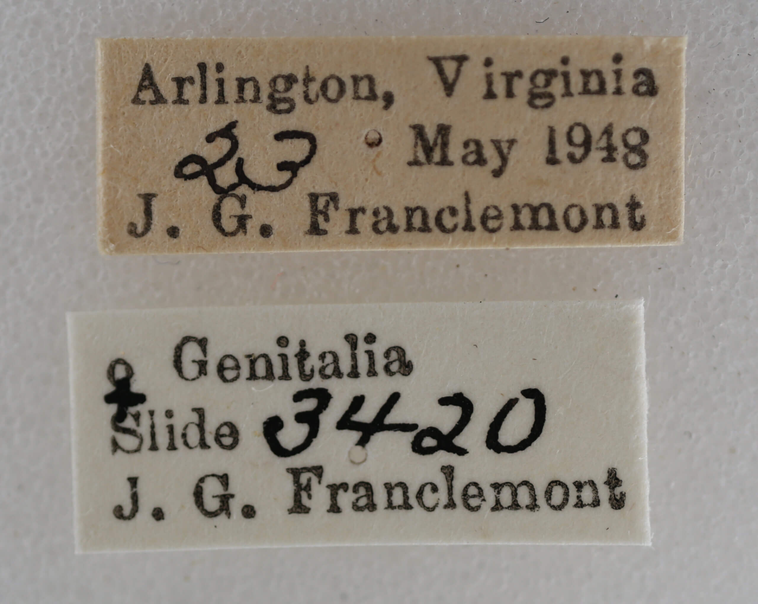 label view of adult Eupithecia miserulata