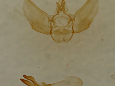 genitalia view of adult Eupithecia sheppardata