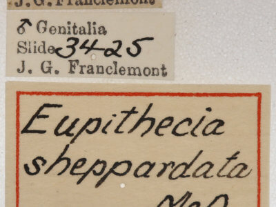 label view of adult Eupithecia sheppardata
