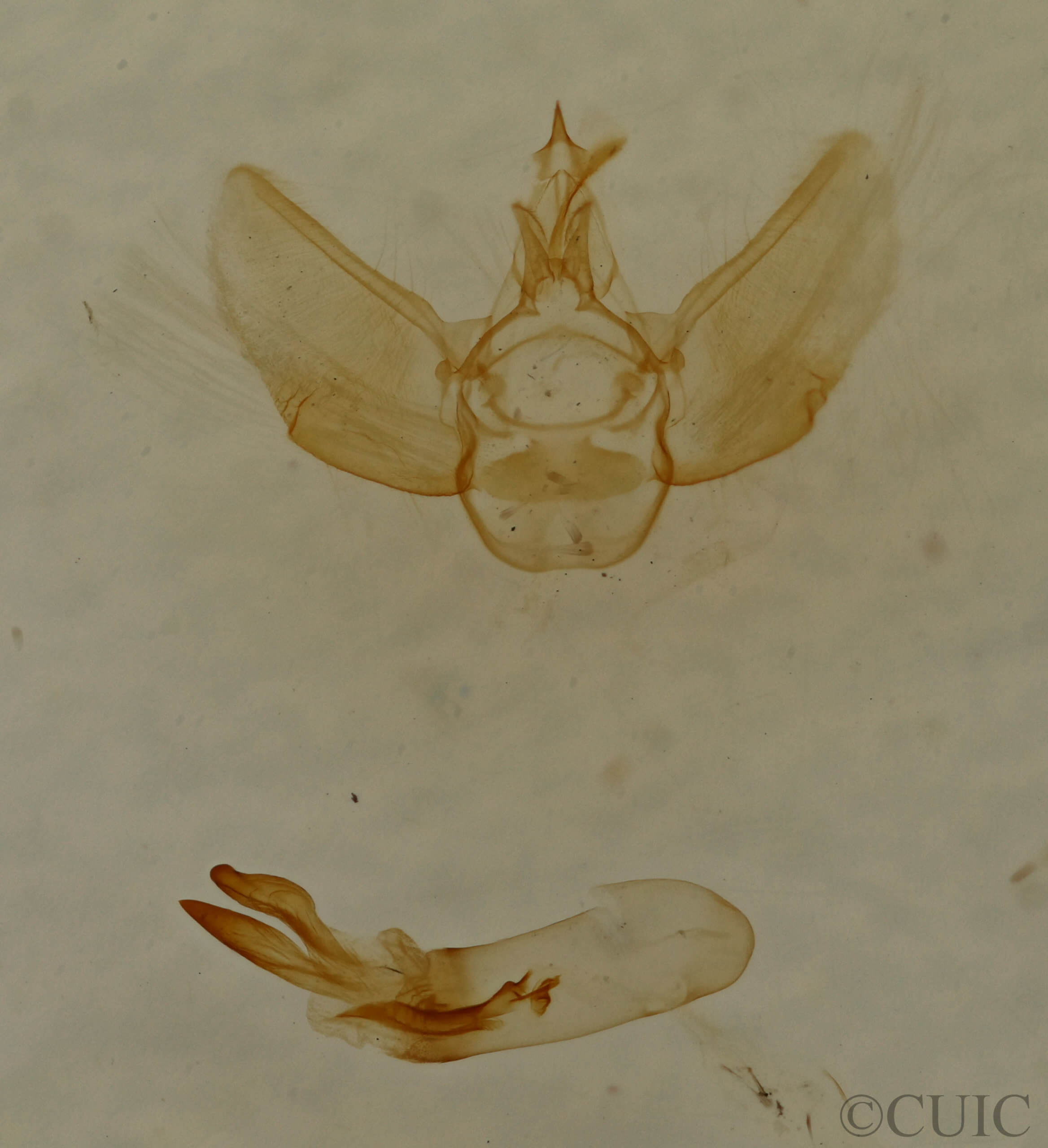 genitalia view of adult Eupithecia sheppardata