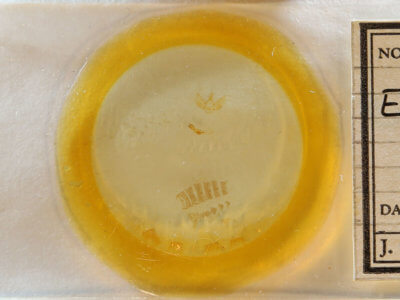 slide view of adult Eupithecia sheppardata