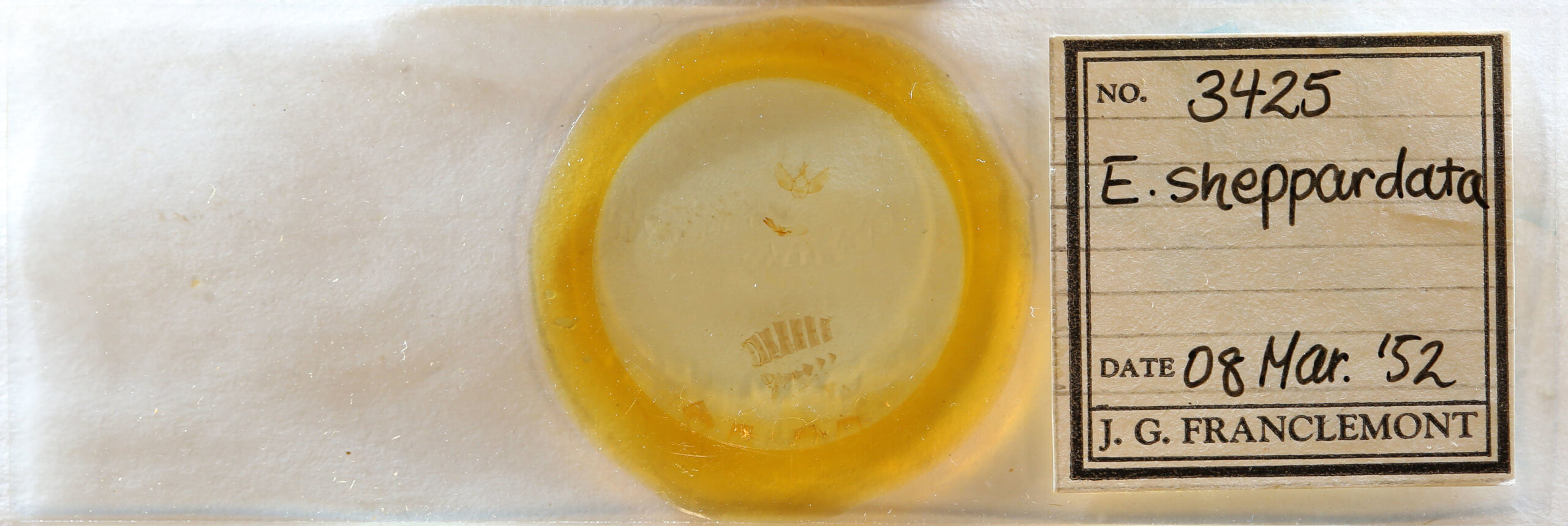 slide view of adult Eupithecia sheppardata