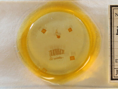 slide view of adult Eupithecia russeliata