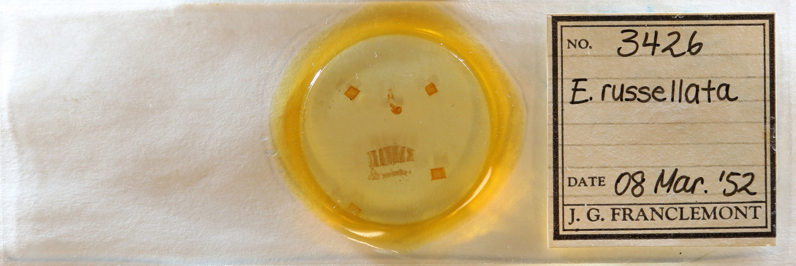 slide view of adult Eupithecia russeliata