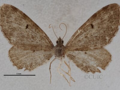 dorsal view of adult Eupithecia russeliata