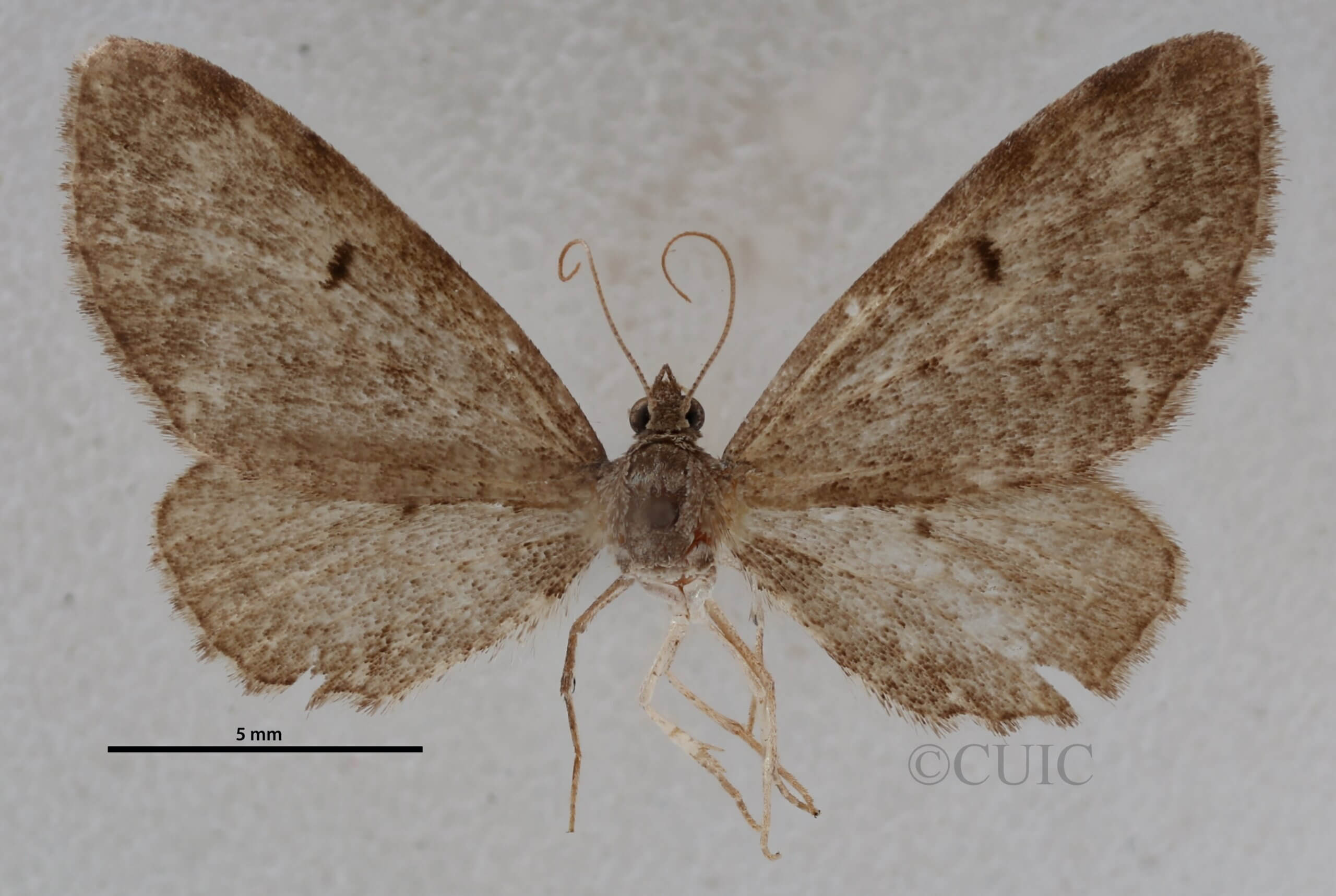dorsal view of adult Eupithecia russeliata