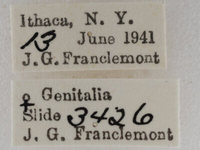 label view of adult Eupithecia russeliata