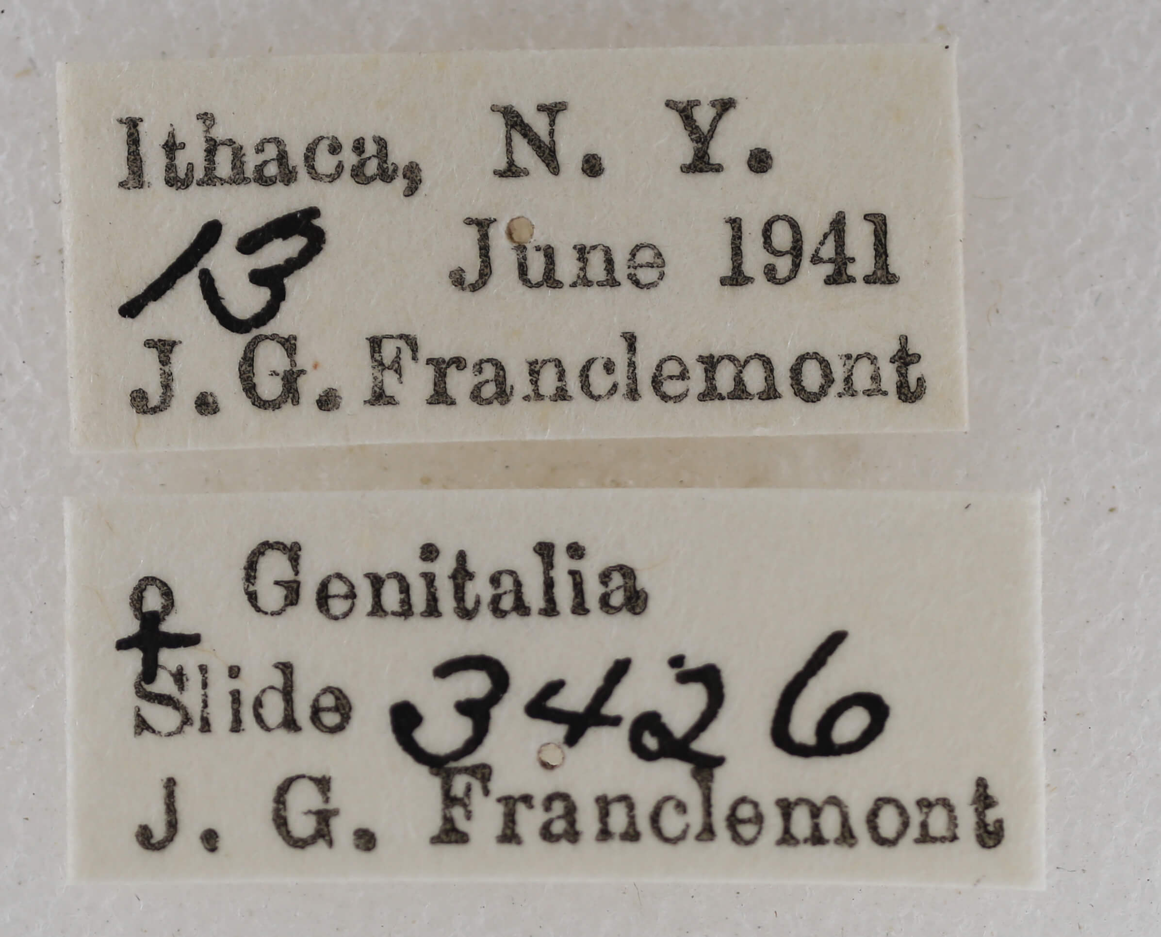 label view of adult Eupithecia russeliata