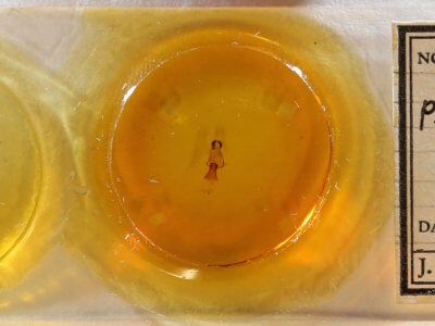 slide view of adult Plagodis phlogosaria  purpuraria