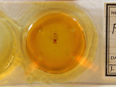 slide view of adult Plagodis phlogosaria purpuraria