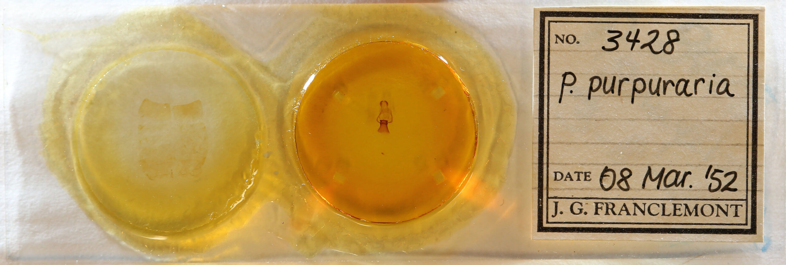 slide view of adult Plagodis phlogosaria purpuraria