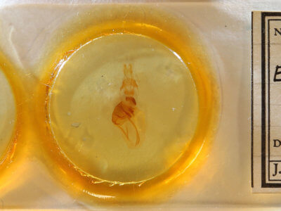 slide view of adult Epiglaea decliva