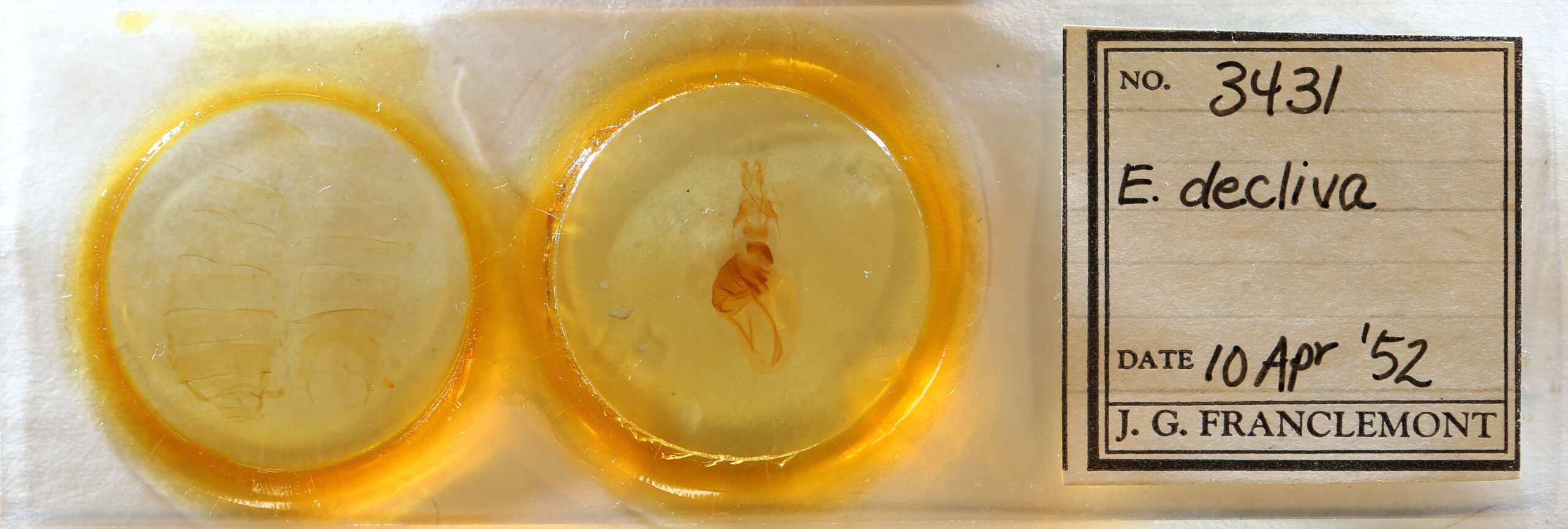 slide view of adult Epiglaea decliva