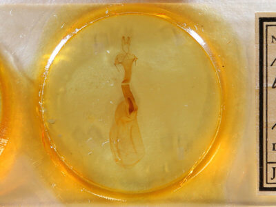 slide view of adult Metaxaglaea viatica