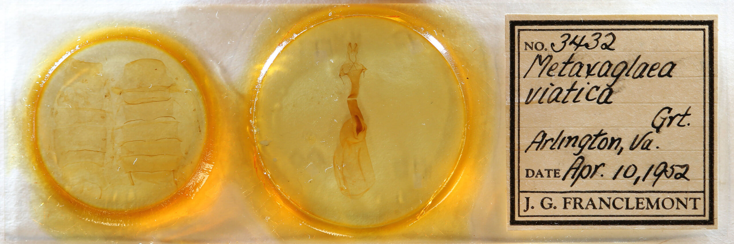 slide view of adult Metaxaglaea viatica