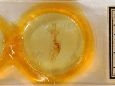 slide view of adult Metaxaglaea inulta