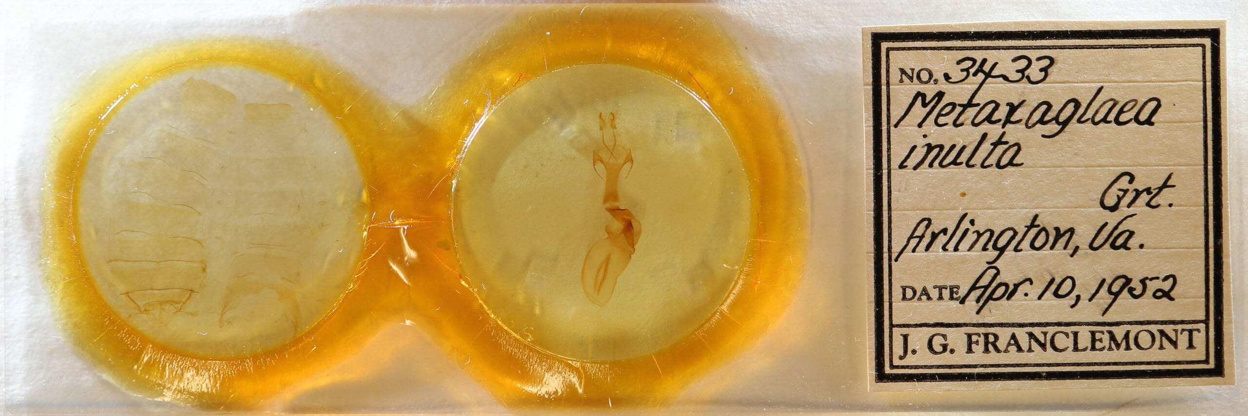 slide view of adult Metaxaglaea inulta