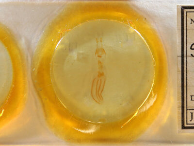 slide view of adult Sericaglaea signata