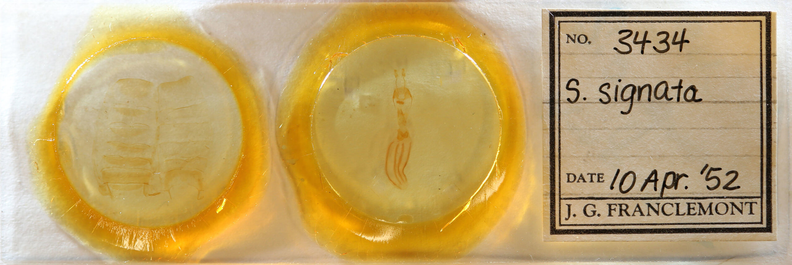 slide view of adult Sericaglaea signata