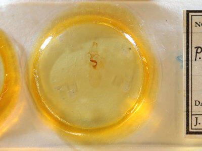 slide view of adult Pyreferra hesperidago