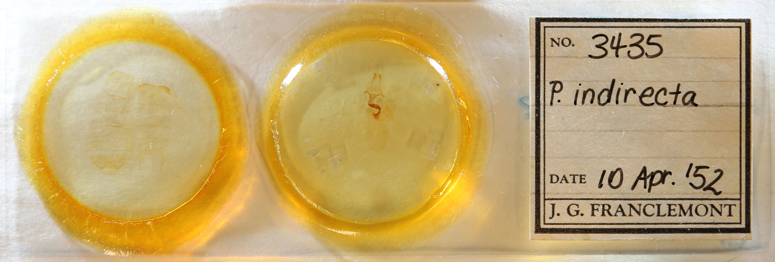 slide view of adult Pyreferra hesperidago