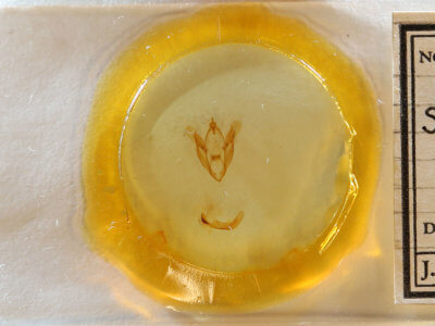 slide view of adult Spiloloma lunilinea