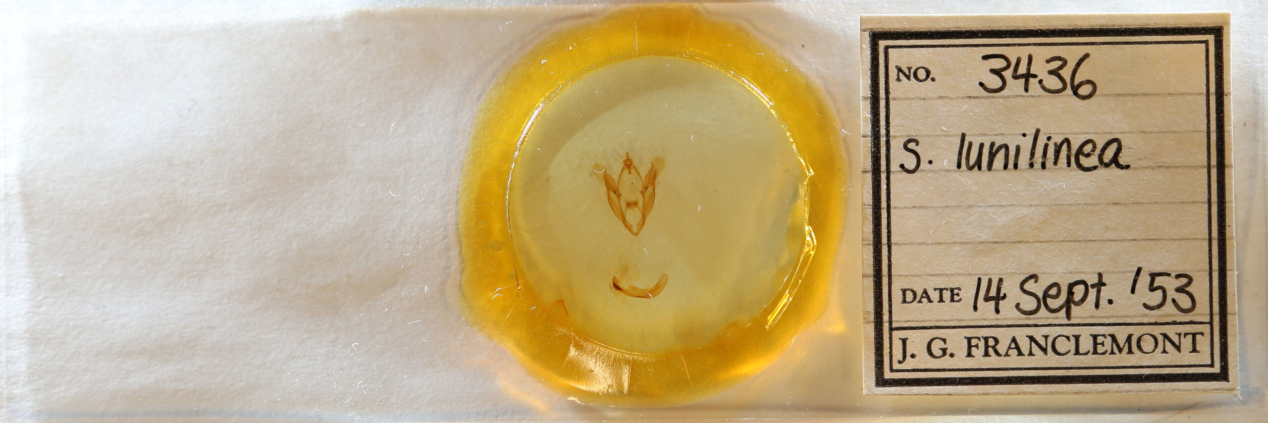 slide view of adult Spiloloma lunilinea