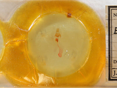 slide view of adult Eucirrhoedia pampina