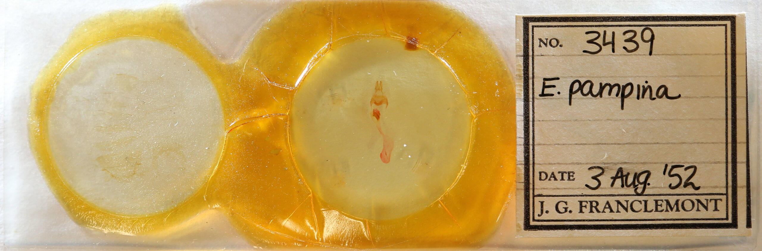 slide view of adult Eucirrhoedia pampina