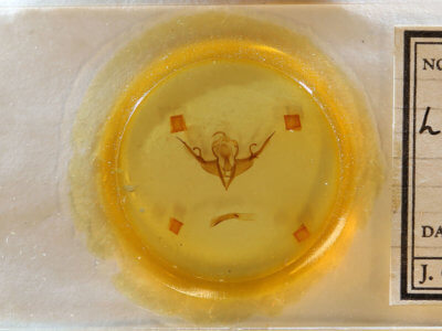 slide view of adult Lithophane querquera