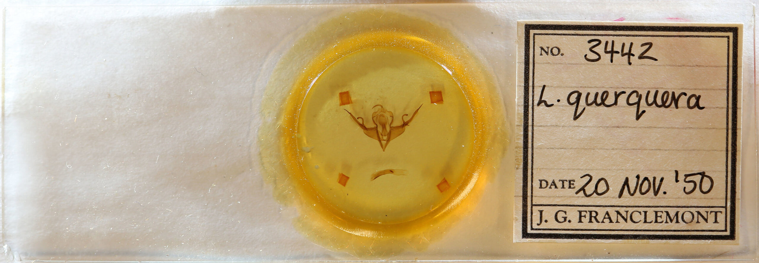 slide view of adult Lithophane querquera