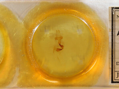 slide view of adult Lithophane  querquera