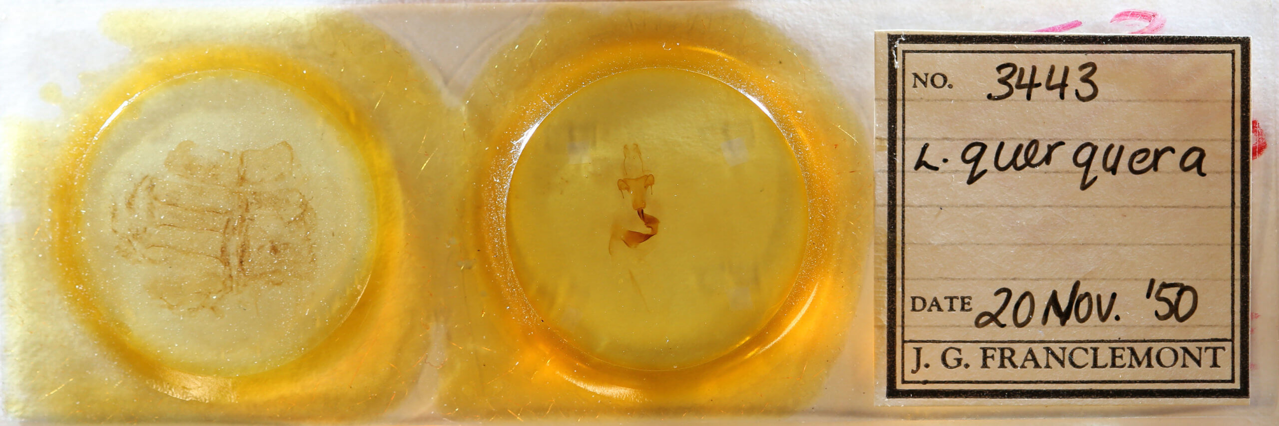 slide view of adult Lithophane  querquera