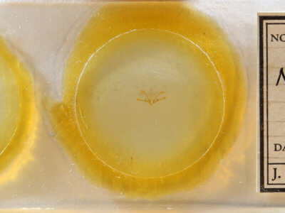 slide view of adult Nola clethrae