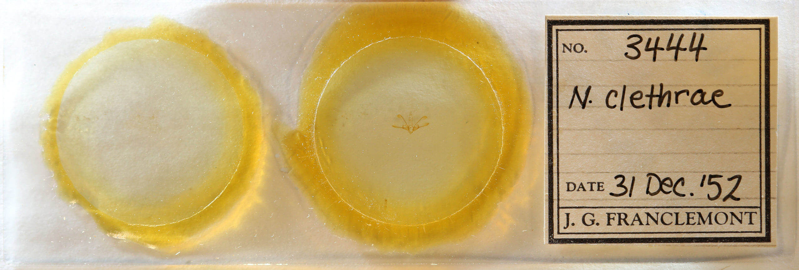 slide view of adult Nola clethrae