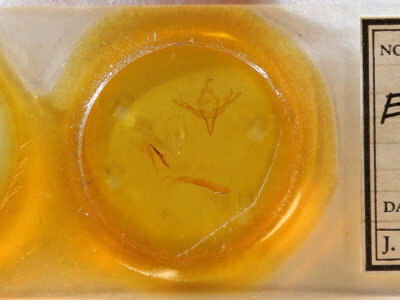 slide view of adult Epiglaea apiata