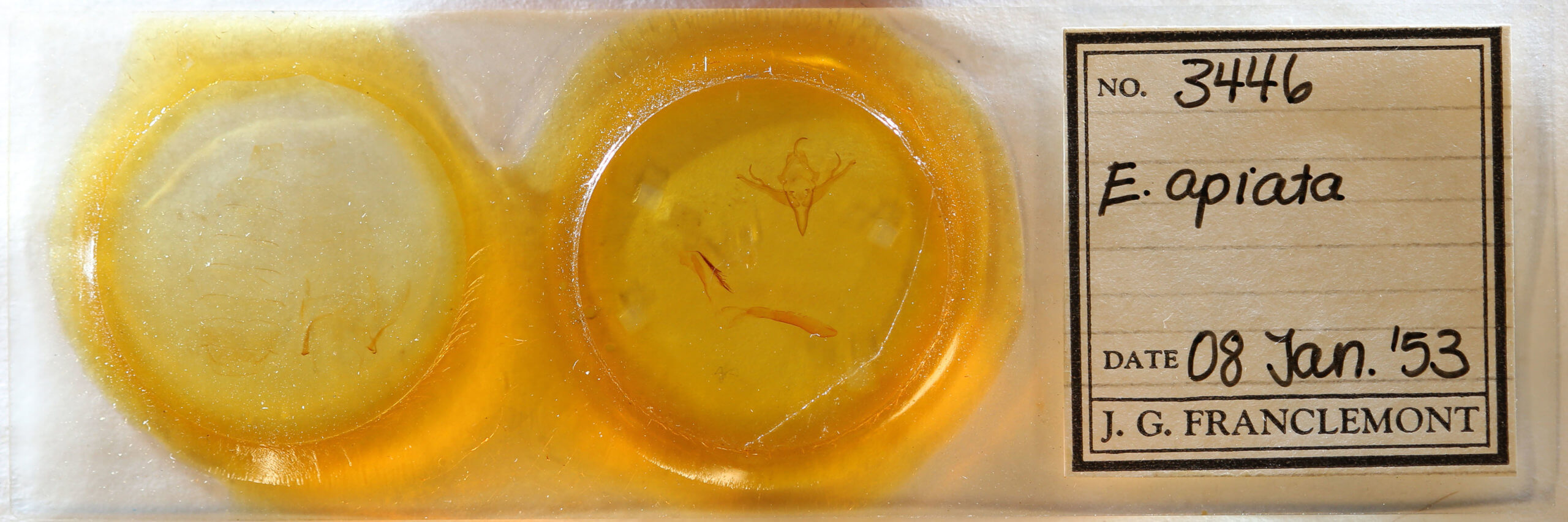 slide view of adult Epiglaea apiata