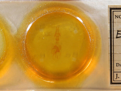 genitalia view of adult Epiglaea apiata